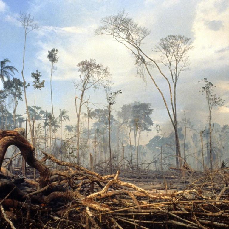 Brandrodung in Regenwald Brasiliens
