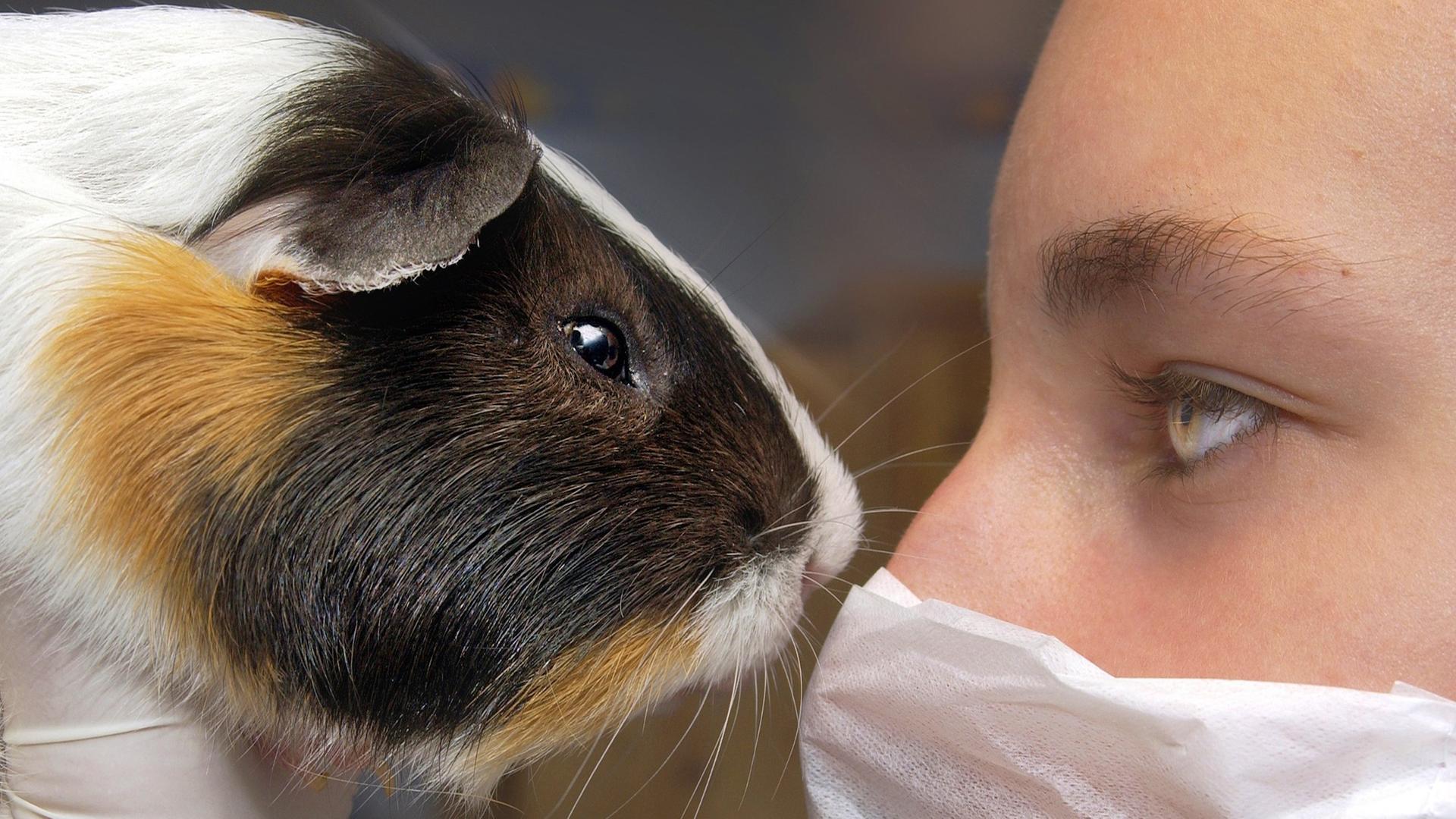 Eine Frau mit Gummihandschuhen und Mundschutz blickt in die Augen eines hochgehobenen Meerschweinchens. Eine Frau mit Gummihandschuhen und Mundschutz blickt in die Augen eines hochgehobenen Meerschweinchens.