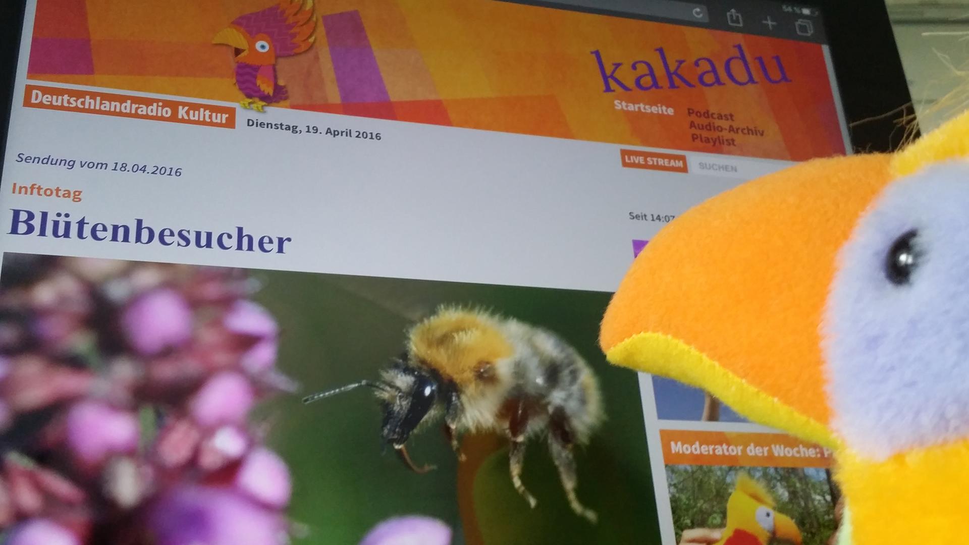 Ohne Kakadu geht gar nichts, auch nicht die neue Webseite. Ohne Kakadu geht gar nichts, auch nicht die neue Webseite.
