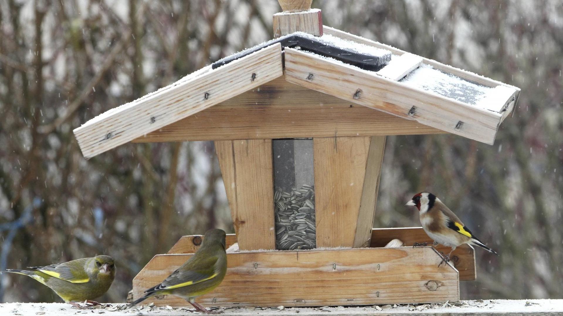 Ein Vogelhaus im Winter, an dem Grünfinken sitzen.