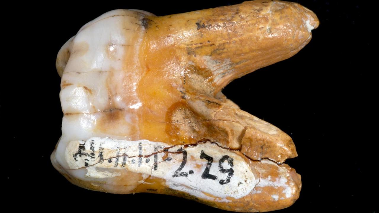 Ein auf August 2010 datiertes Handout des Max-Planck-Institutes für evolutionäre Anthropologie Leipzig zeigt den Backenzahn eines Menschen, der in der Denisova-Höhle im südlichen Sibirien gefunden wurde. Bei den Ausgrabungen hat ein internationale Forscherteam das Kerngenom eines mindestens 30.000 Jahre alten Fingerknochens analysiert. Foto: Viola Bence/Max-Planck-Institut | Verwendung weltweit Ein auf August 2010 datiertes Handout des Max-Planck-Institutes für evolutionäre Anthropologie Leipzig zeigt den Backenzahn eines Menschen, der in der Denisova-Höhle im südlichen Sibirien gefunden wurde. Bei den Ausgrabungen hat ein internationale Forscherteam das Kerngenom eines mindestens 30.000 Jahre alten Fingerknochens analysiert. Foto: Viola Bence/Max-Planck-Institut | Verwendung weltweit
