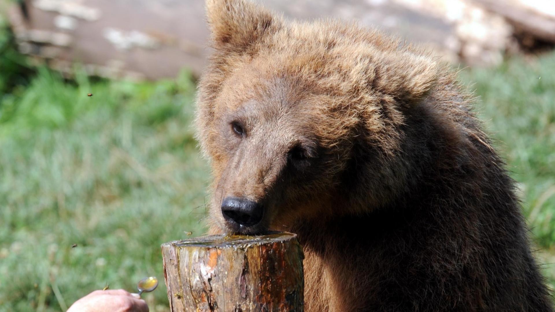 Ein Braunbär wird im Tiergehege im Wildparadies Tripsdrill im Kreis Heilbronn mit Honig gefüttert.