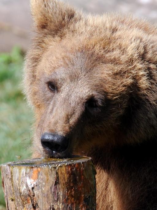 Ein Braunbär wird im Tiergehege im Wildparadies Tripsdrill im Kreis Heilbronn mit Honig gefüttert.