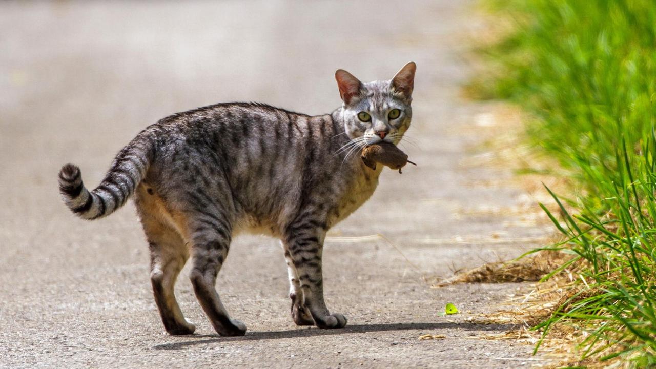Hauskatze (Felis silvestris f. catus), mit gefangener Maus in der Schnauze Hauskatze (Felis silvestris f. catus), mit gefangener Maus in der Schnauze