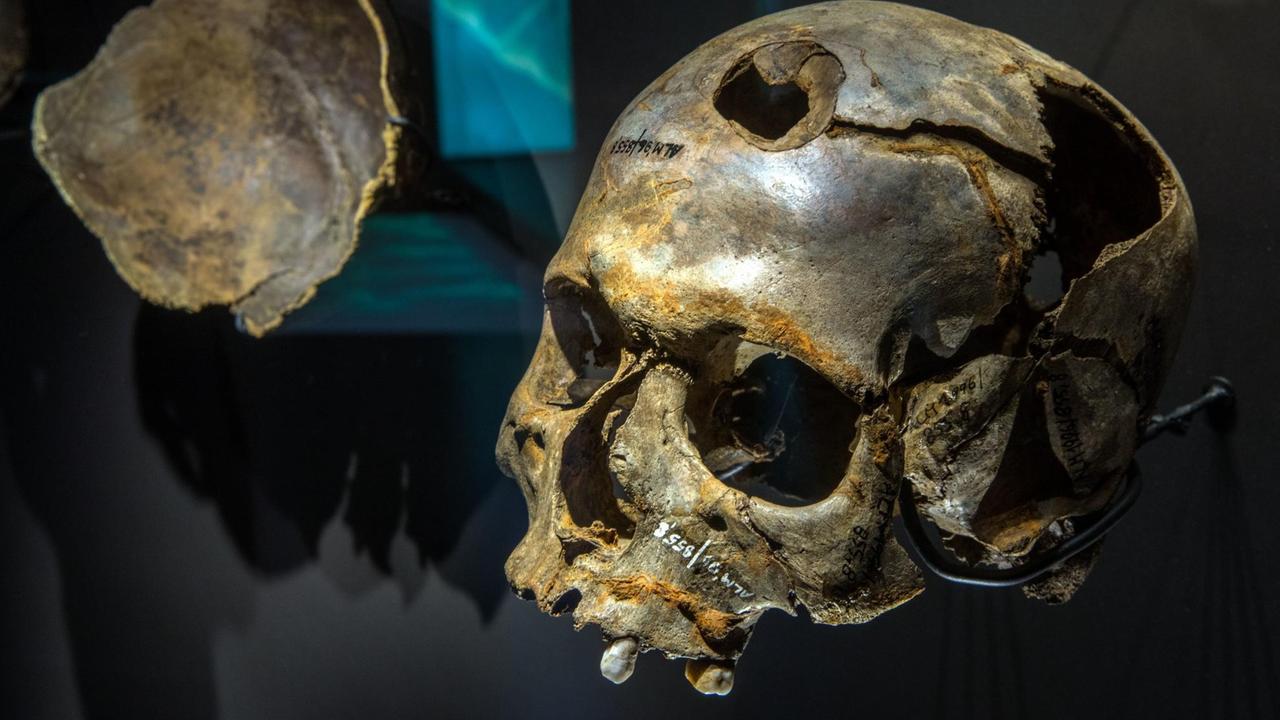 Der beschädigte Schädel eines Mannes wurde auf dem Schlachtfeld im Tollensetal gesichert und ist in der neuen Ausstellung "Blutiges Gold - Macht und Gewalt in der Bronzezeit" im Museumsgebäude des Archäologischen Freilichtmuseums Groß Raden (Mecklenburg-Vorpommern) in der Nähe von Sternberg zu sehen. Der beschädigte Schädel eines Mannes wurde auf dem Schlachtfeld im Tollensetal gesichert und ist in der neuen Ausstellung "Blutiges Gold - Macht und Gewalt in der Bronzezeit" im Museumsgebäude des Archäologischen Freilichtmuseums Groß Raden (Mecklenburg-Vorpommern) in der Nähe von Sternberg zu sehen.