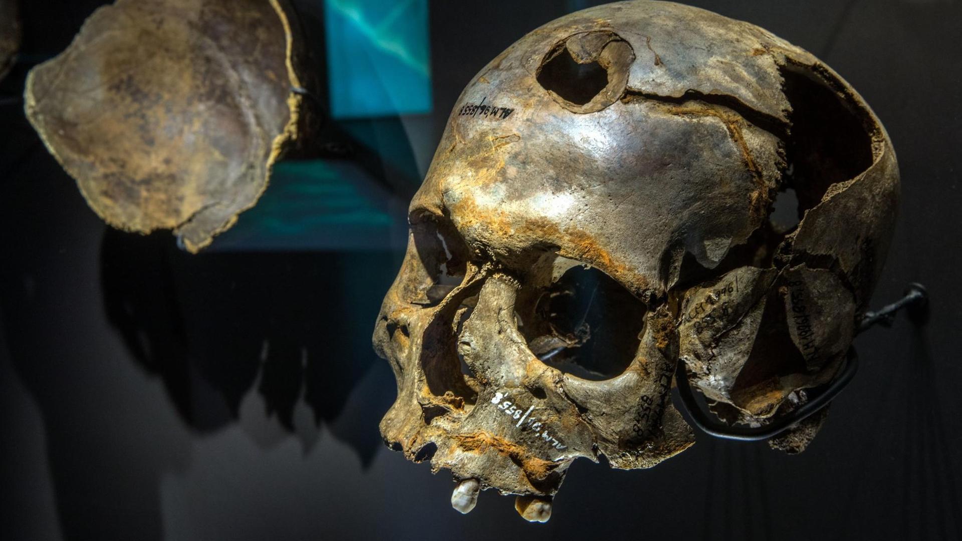 Der beschädigte Schädel eines Mannes wurde auf dem Schlachtfeld im Tollensetal gesichert und ist in der neuen Ausstellung "Blutiges Gold - Macht und Gewalt in der Bronzezeit" im Museumsgebäude des Archäologischen Freilichtmuseums Groß Raden (Mecklenburg-Vorpommern) in der Nähe von Sternberg zu sehen. Der beschädigte Schädel eines Mannes wurde auf dem Schlachtfeld im Tollensetal gesichert und ist in der neuen Ausstellung "Blutiges Gold - Macht und Gewalt in der Bronzezeit" im Museumsgebäude des Archäologischen Freilichtmuseums Groß Raden (Mecklenburg-Vorpommern) in der Nähe von Sternberg zu sehen.