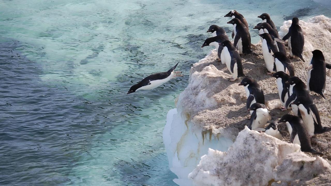 Adelie-Pinguine springen vom Ross Felsen in der Antarktis aus ins Meer. Der Felsen ist in der rechten Bildhälfte zu sehen. Die Eisplatte ist von Guano braun gefärbt. Ein Pinguin ist gerade in der Luft. Adelie-Pinguine springen vom Ross Felsen in der Antarktis aus ins Meer. Der Felsen ist in der rechten Bildhälfte zu sehen. Die Eisplatte ist von Guano braun gefärbt. Ein Pinguin ist gerade in der Luft.