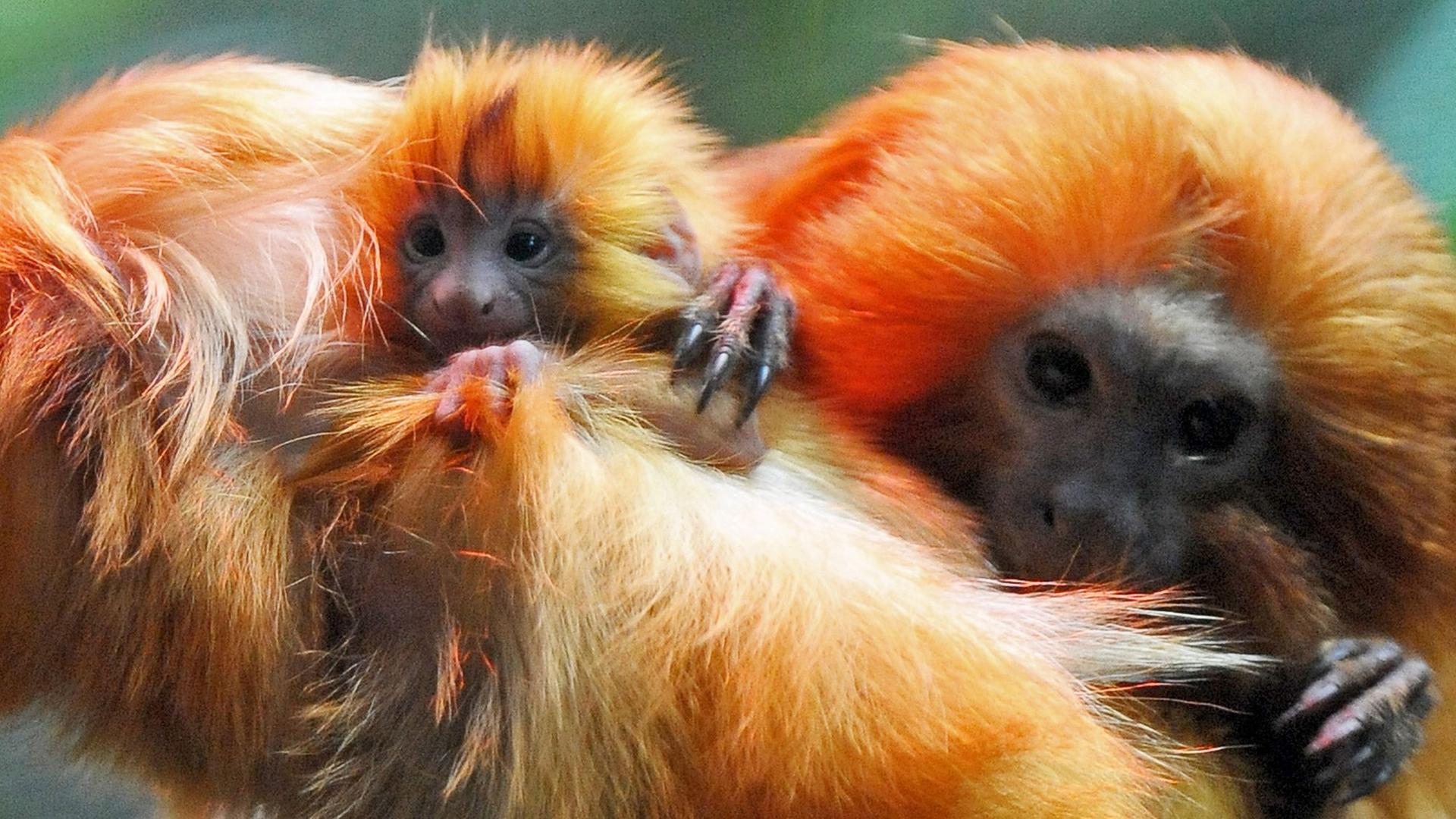 Goldgelbe Löwenäffchen in ihrem Gehege im Heidelberger Zoo Goldgelbe Löwenäffchen in ihrem Gehege im Heidelberger Zoo