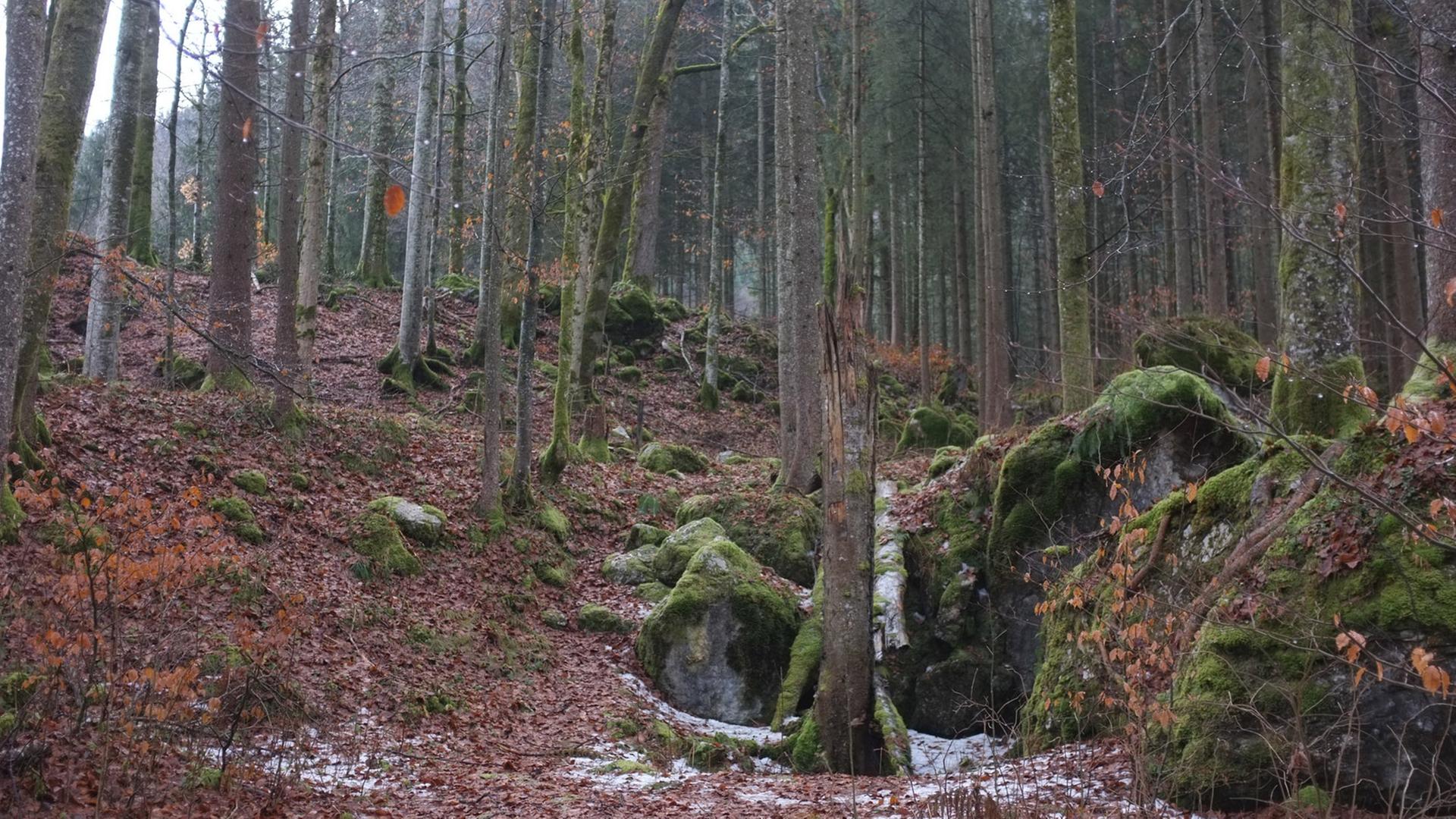 Zauberwald bei Ramsau Zauberwald bei Ramsau