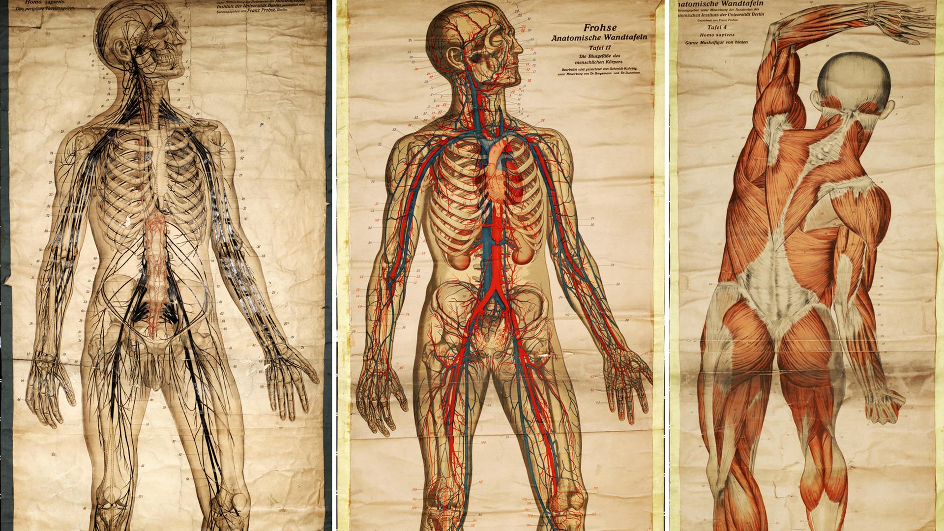 Bildkombination historischer Rollbildtafeln aus dem Bestand der Arbeitsgruppe Biologiedidaktik der Friedrich-Schiller-Universität Jena mit anatomischen Darstellungen des Menschen. Reproduziert am 12.05.2011. Bildkombination historischer Rollbildtafeln aus dem Bestand der Arbeitsgruppe Biologiedidaktik der Friedrich-Schiller-Universität Jena mit anatomischen Darstellungen des Menschen. Reproduziert am 12.05.2011.