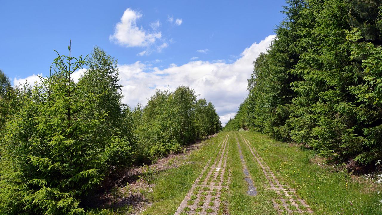 Die ehemalige innerdeutsche Grenze am Rennsteig in Thüringen. Hier der Kolonnenweg mit zugewachsenem Todesstreifen. Die ehemalige innerdeutsche Grenze am Rennsteig in Thüringen. Hier der Kolonnenweg mit zugewachsenem Todesstreifen.