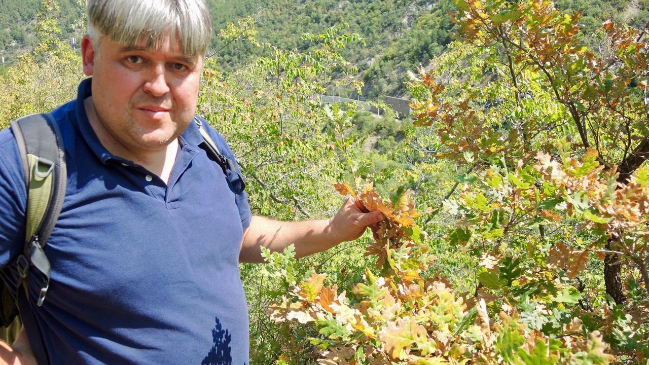 Der bulgarische Biologe Andrej Kowatschew zeigt die braunen Blätter einer Flaumeiche in der Kresna-Schlucht Der bulgarische Biologe Andrej Kowatschew zeigt die braunen Blätter einer Flaumeiche in der Kresna-Schlucht