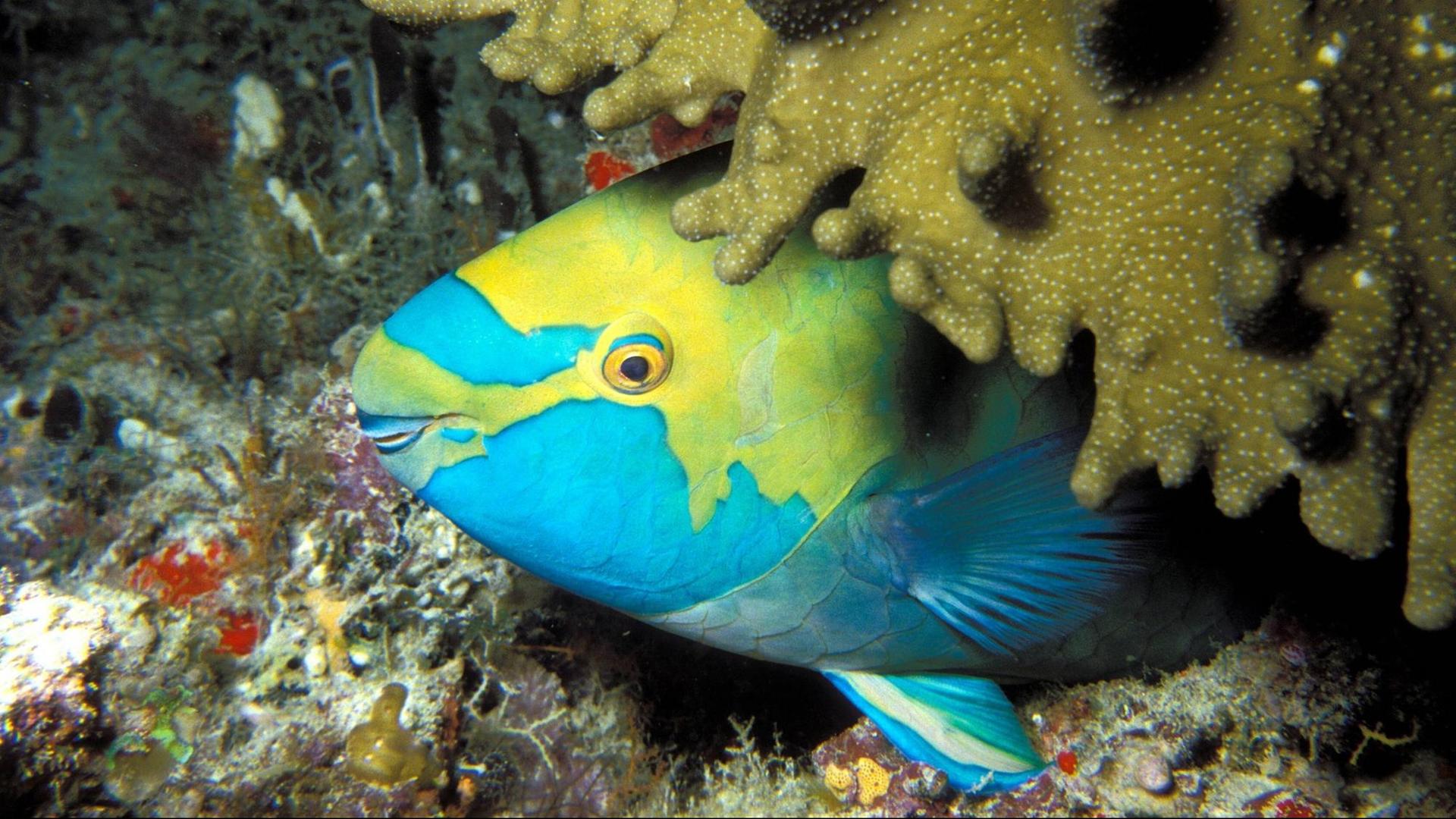 Ein blau-gelber Papageifisch schläft unter einer braunen Koralle. Ein blau-gelber Papageifisch schläft unter einer braunen Koralle.