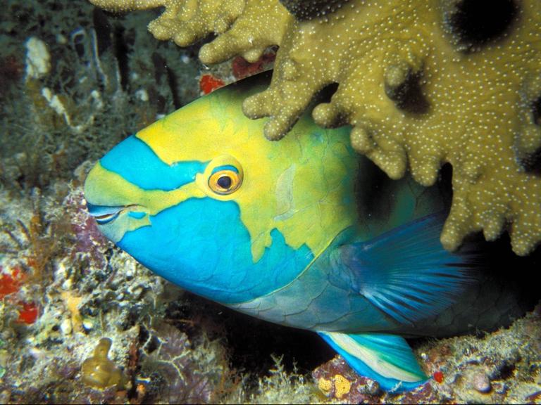 Ein blau-gelber Papageifisch schläft unter einer braunen Koralle.