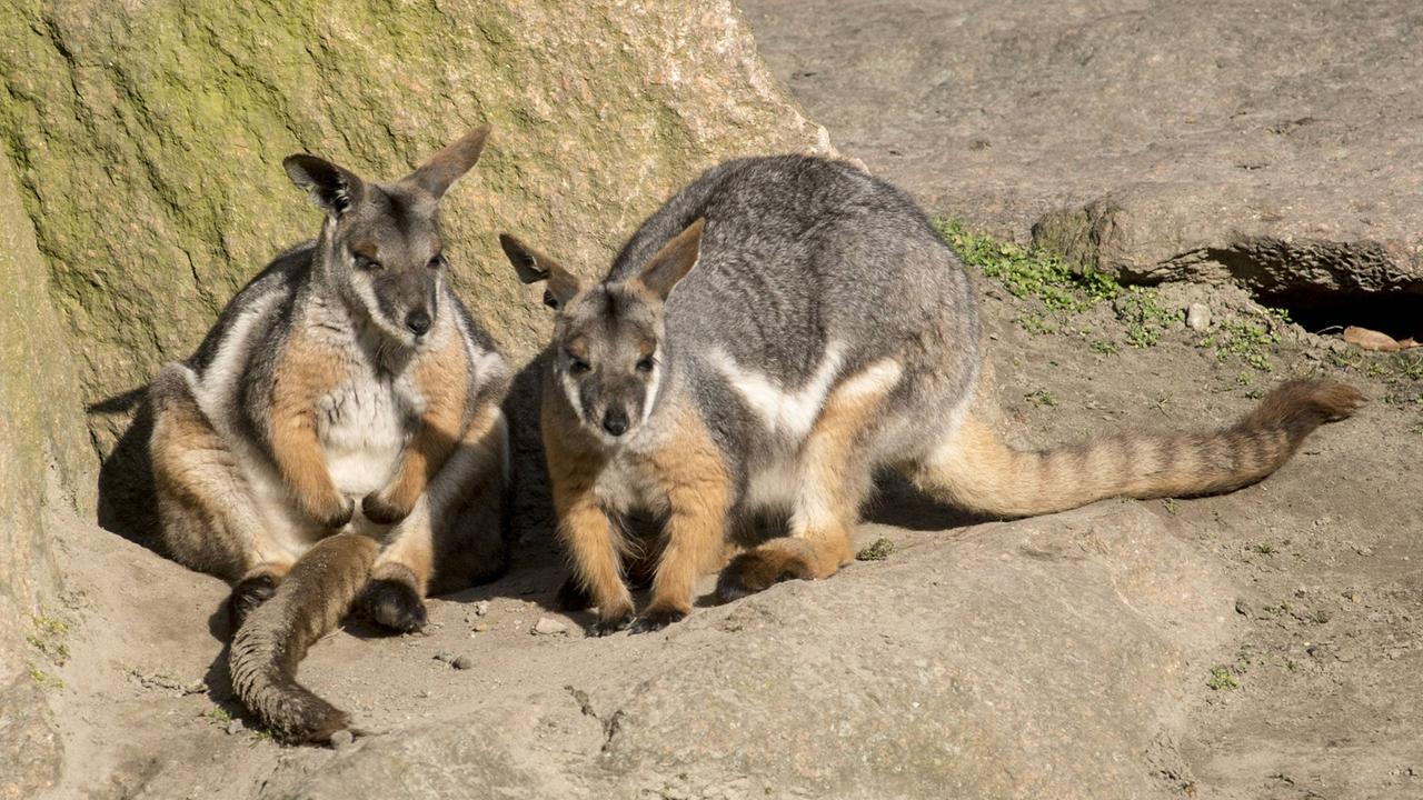 Zwei Gelbfuß-Felsenkänguruhs, aufgenommen im Berliner Tierpark in der Sonne Zwei Gelbfuß-Felsenkänguruhs, aufgenommen im Berliner Tierpark in der Sonne