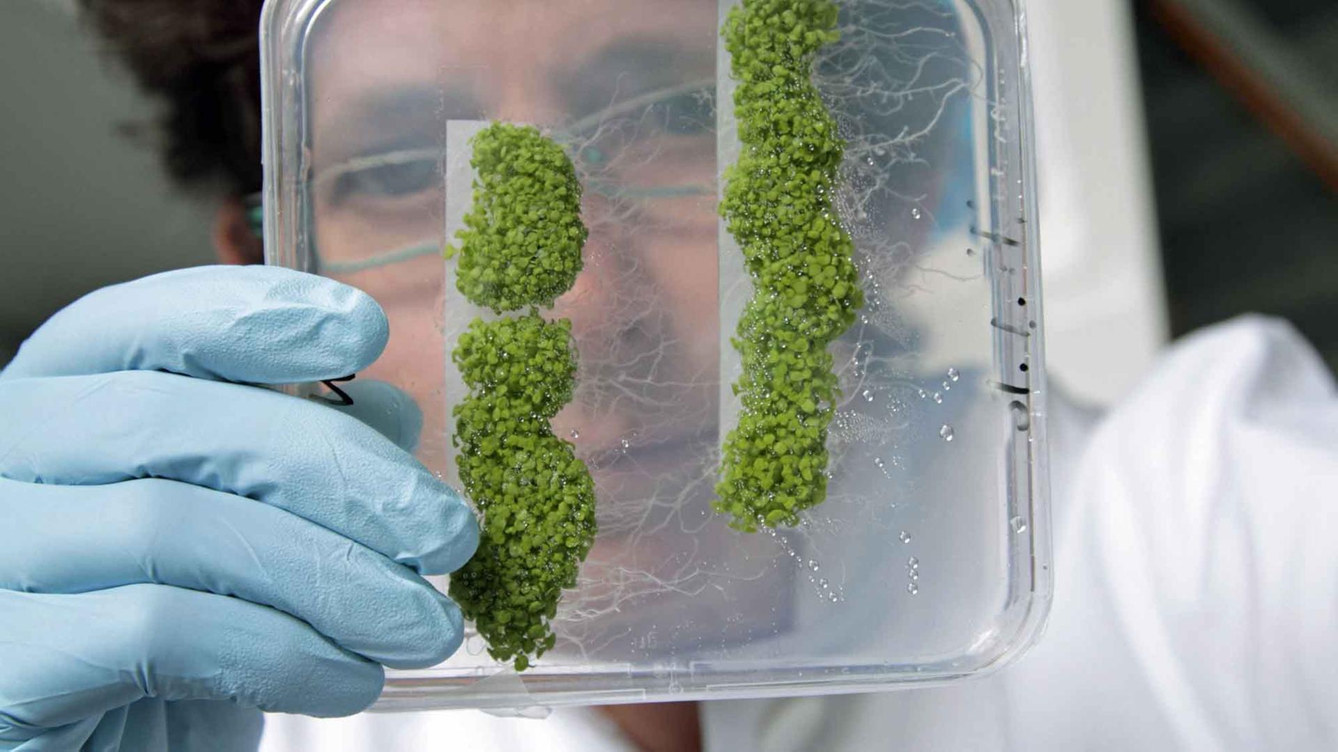 Ein Wissenschaftler hält Schaumkresse in der Petrischale hoch Ein Wissenschaftler hält Schaumkresse in der Petrischale hoch