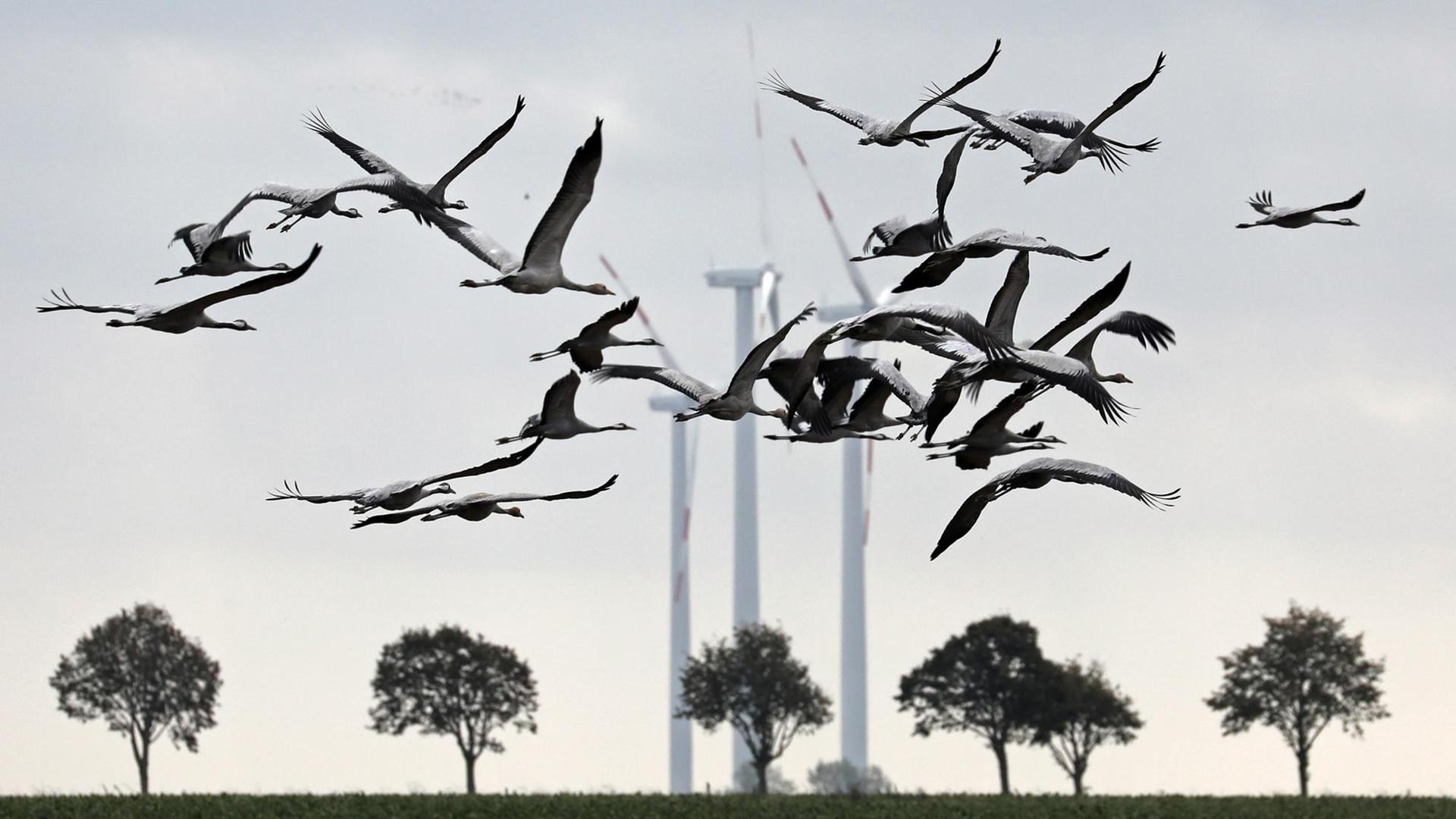 Kraniche sind auf der Suche nach Futterplätzen auf den Äckern in Vorpommern, um sich vor dem Weiterflug in die Winterquartiere auf den Feldern Energiereserven anzufuttern. Kraniche sind auf der Suche nach Futterplätzen auf den Äckern in Vorpommern, um sich vor dem Weiterflug in die Winterquartiere auf den Feldern Energiereserven anzufuttern.