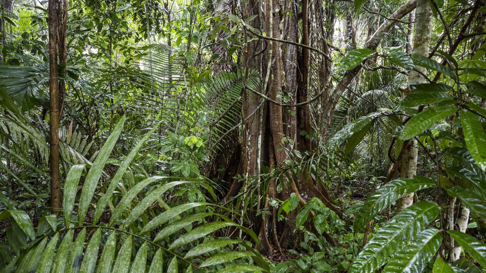 Rainforest tree with buttress roots, during rainfall, Lowland rainforest, Panguana Reserve, Huanuco province, Amazon basin, Peru. PUBLICATIONxINxGERxSUIxAUTxONLY 1512935 KonradxxWothe RAINFOREST Tree With buttress Roots during Rainfall Lowland RAINFOREST Reserve HUANUCO Province Amazon Basin Peru PUBLICATIONxINxGERxSUIxAUTxONLY 1512935 KonradxxWothe Rainforest tree with buttress roots, during rainfall, Lowland rainforest, Panguana Reserve, Huanuco province, Amazon basin, Peru. PUBLICATIONxINxGERxSUIxAUTxONLY 1512935 KonradxxWothe RAINFOREST Tree With buttress Roots during Rainfall Lowland RAINFOREST Reserve HUANUCO Province Amazon Basin Peru PUBLICATIONxINxGERxSUIxAUTxONLY 1512935 KonradxxWothe