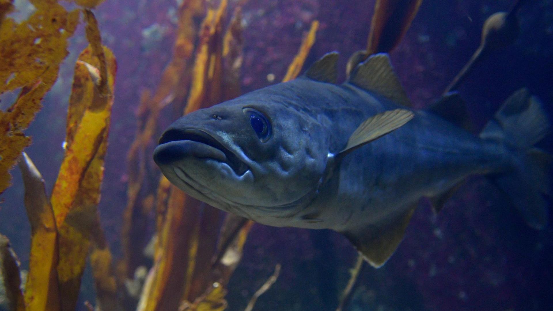 Ein Dorsch, auch Kabeljau genannt, schwimmt am 18.09.2016 in Kiel (Schleswig-Holstein) im Aquarium des Geomar-Instituts. Der Dorsch ist ein wichtiger Speisefisch und inzwischen durch Überfischung gefährdet. Foto: Axel Heimken/dpa | Verwendung weltweit Ein Dorsch, auch Kabeljau genannt, schwimmt am 18.09.2016 in Kiel (Schleswig-Holstein) im Aquarium des Geomar-Instituts. Der Dorsch ist ein wichtiger Speisefisch und inzwischen durch Überfischung gefährdet. Foto: Axel Heimken/dpa | Verwendung weltweit