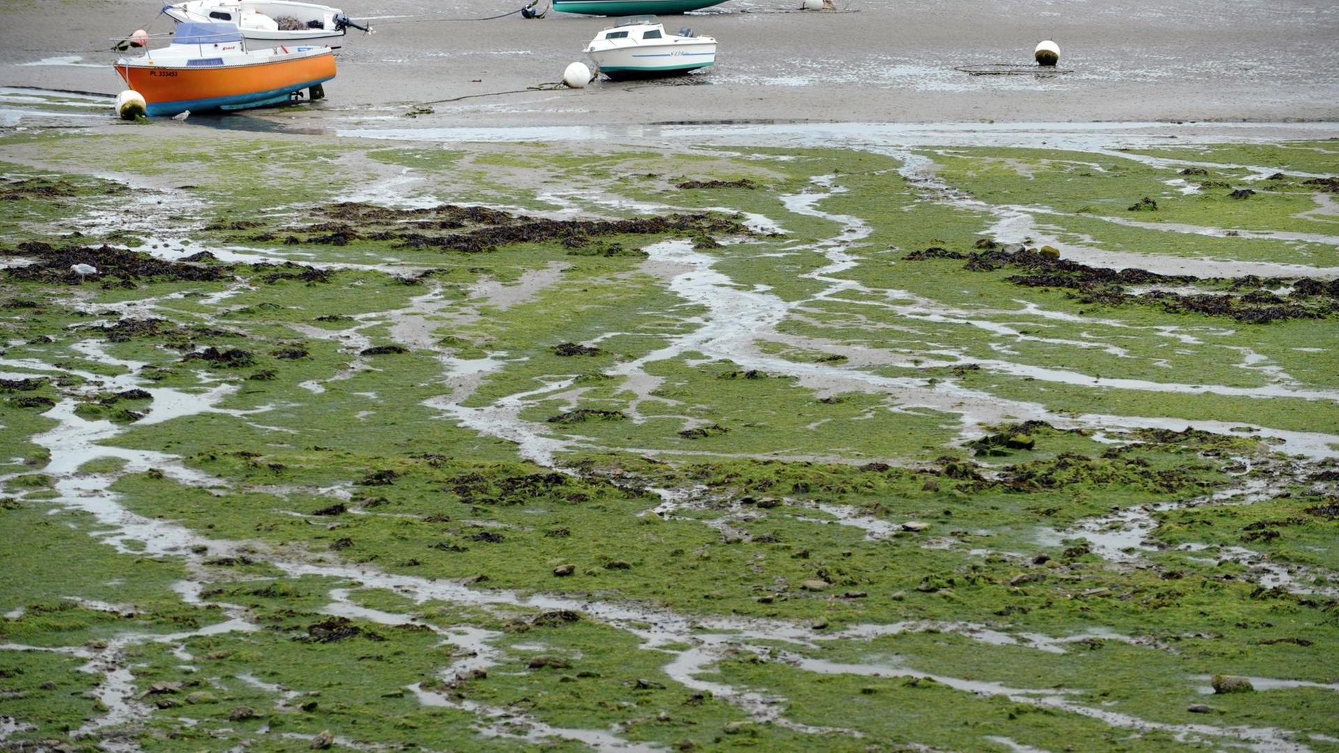Ein Boot steht an einem Strand, im Vordergrund Algen auf dem Boden.