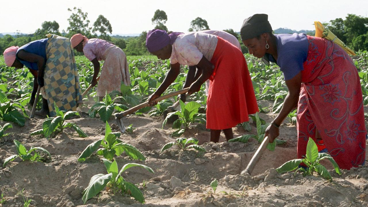 Landarbeiterinnen hacken ein Feld mit jungen Tabakpflanzen auf einer Farm in Simbabwe.