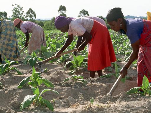 Landarbeiterinnen hacken ein Feld mit jungen Tabakpflanzen auf einer Farm in Simbabwe.