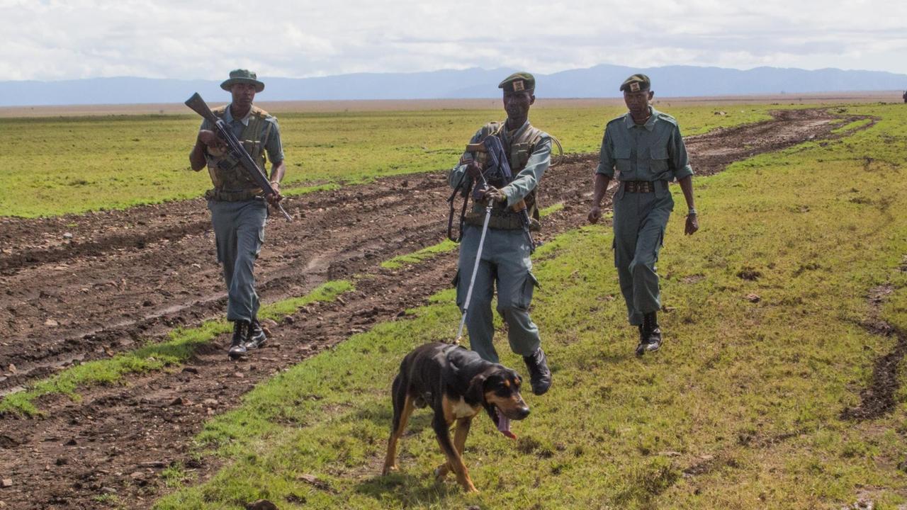 Drei Männer in grünen Rangeroveralls gehen über ein Feld. Einer führt einen Spürhund an der Leine. Drei Männer in grünen Rangeroveralls gehen über ein Feld. Einer führt einen Spürhund an der Leine.