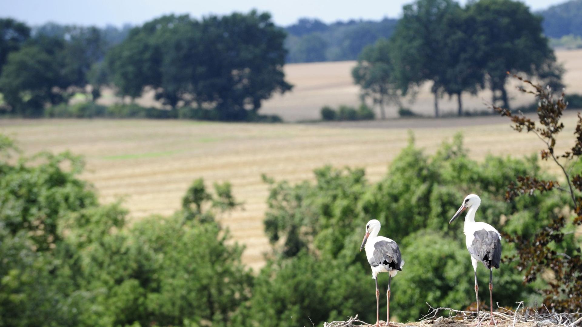 Zwei Jungstörche sitzen in Veelböken im Landkreis Nordmecklenburg in ihrem Nest. Zwei Jungstörche sitzen in Veelböken im Landkreis Nordmecklenburg in ihrem Nest.