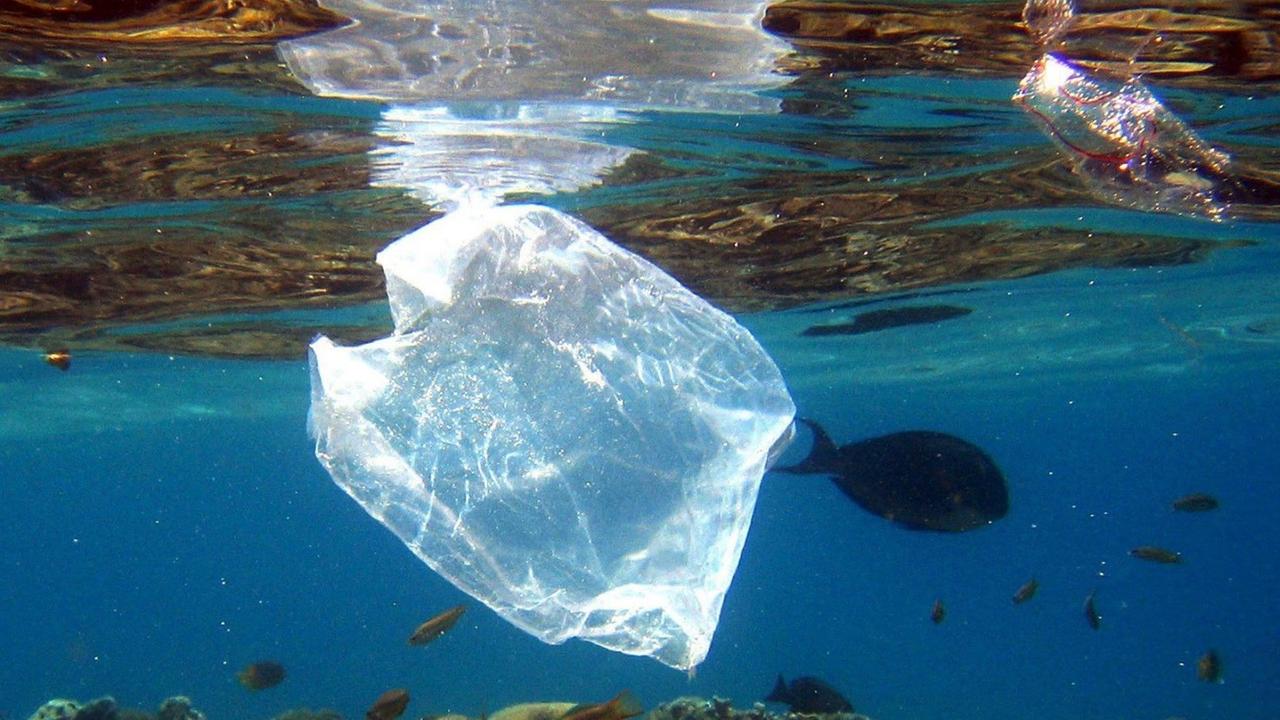 Plastiktüten treiben im Roten Meer vor Ägypten Plastiktüten treiben im Roten Meer vor Ägypten