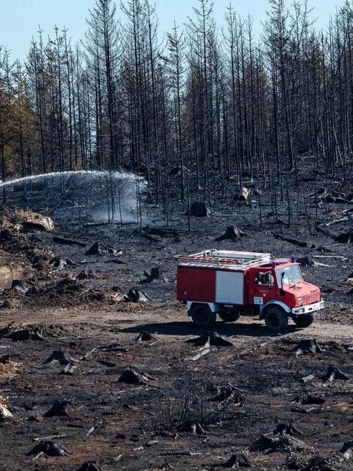 Löschfahrzeuge fahren durch ein abgebranntes Waldstück bei Gummersbach