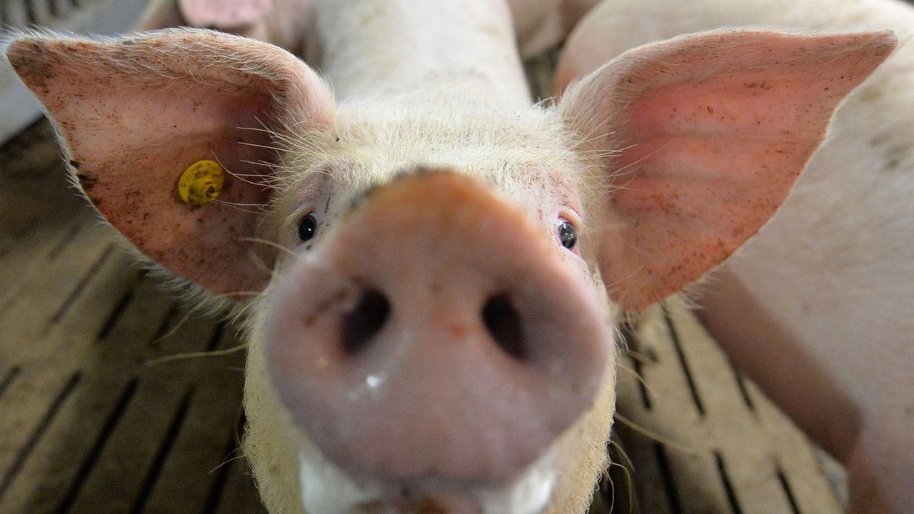 Ein Mastschwein steht am 16.10.2014 in einem Mastbetrieb in Lindern (Niedersachsen) im Stall Ein Mastschwein steht am 16.10.2014 in einem Mastbetrieb in Lindern (Niedersachsen) im Stall