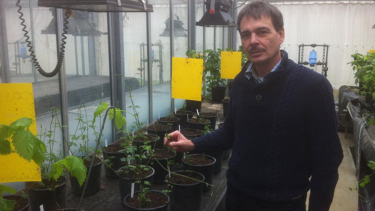 Anton Lutz, Hopfenzüchter, in einem der Gewächshäuser des Hopfenforschungszentrums Hüll. Hopfenpflanzen werden dort schon als Sämlinge Mehltau ausgesetzt, nur resistente Pflanzen werden weiter gezüchtet. Anton Lutz, Hopfenzüchter, in einem der Gewächshäuser des Hopfenforschungszentrums Hüll. Hopfenpflanzen werden dort schon als Sämlinge Mehltau ausgesetzt, nur resistente Pflanzen werden weiter gezüchtet.