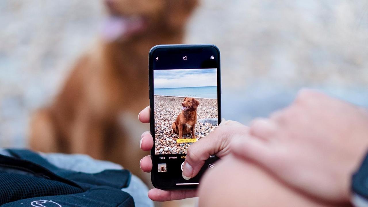 Eine Hand hält ein Smartphone auf dessen Display ein Hund zu sehen ist, der gerade fotografiert wird.