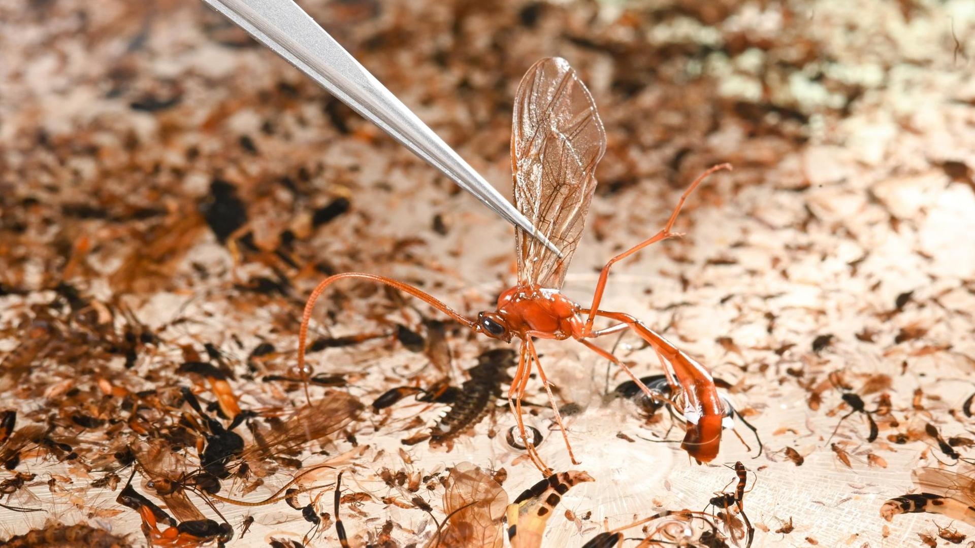 Ein Mitarbeiter der Zoologischen Staatssammlung München nimmt mit einer Pinzette eine Schlupfwespe aus einer Sortierschale, in der sich die Probe einer Insektenfalle befindet. Ein Mitarbeiter der Zoologischen Staatssammlung München nimmt mit einer Pinzette eine Schlupfwespe aus einer Sortierschale, in der sich die Probe einer Insektenfalle befindet.