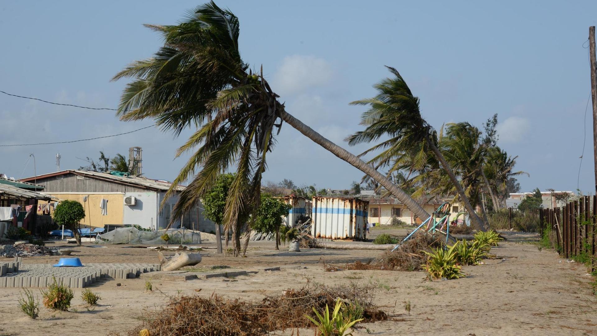 03.09.2019, Mosambik, Beira: Am Strand von Beira steht ein Baum, der von Zyklon "Idai" teilweise entwurzelt wurde. Genau über der Stadt mit rund 500 000 Einwohnern traf der tropische Wirbelsturm in der Nacht zum 15. März auf Land. Die Schäden von Zyklon «Idai» in Mosambik haben eine Langzeitwirkung. Viele Menschen haben auch ihre Ernte verloren - eine Nahrungsmittelkrise droht. Foto: Gioia Forster/dpa | Verwendung weltweit 03.09.2019, Mosambik, Beira: Am Strand von Beira steht ein Baum, der von Zyklon "Idai" teilweise entwurzelt wurde. Genau über der Stadt mit rund 500 000 Einwohnern traf der tropische Wirbelsturm in der Nacht zum 15. März auf Land. Die Schäden von Zyklon «Idai» in Mosambik haben eine Langzeitwirkung. Viele Menschen haben auch ihre Ernte verloren - eine Nahrungsmittelkrise droht. Foto: Gioia Forster/dpa | Verwendung weltweit