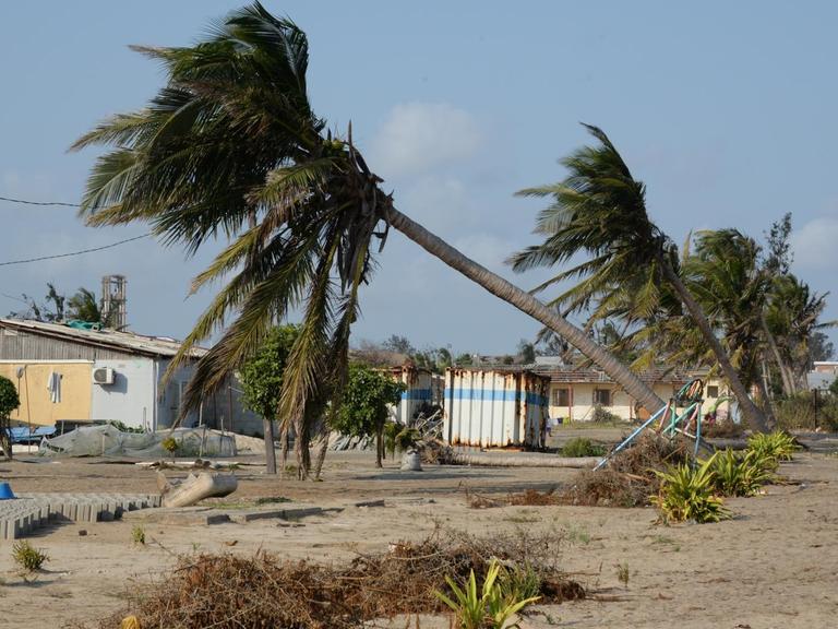 03.09.2019, Mosambik, Beira: Am Strand von Beira steht ein Baum, der von Zyklon "Idai" teilweise entwurzelt wurde. Genau über der Stadt mit rund 500 000 Einwohnern traf der tropische Wirbelsturm in der Nacht zum 15. März auf Land. Die Schäden von Zyklon «Idai» in Mosambik haben eine Langzeitwirkung. Viele Menschen haben auch ihre Ernte verloren - eine Nahrungsmittelkrise droht. Foto: Gioia Forster/dpa | Verwendung weltweit