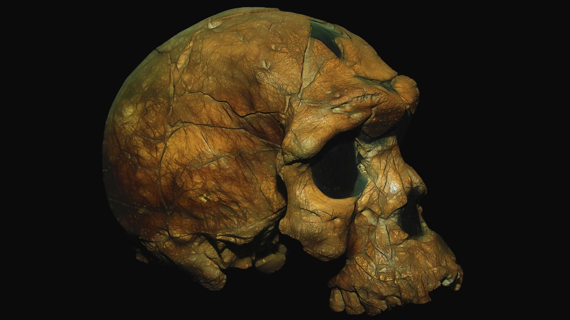 Der älteste bekannte Schädel eines Homo Sapiens, Äthiopisches Nationalmuseum, Addis Abeba Der älteste bekannte Schädel eines Homo Sapiens, Äthiopisches Nationalmuseum, Addis Abeba
