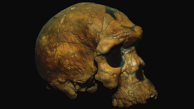 Der älteste bekannte Schädel eines Homo Sapiens, Äthiopisches Nationalmuseum, Addis Abeba