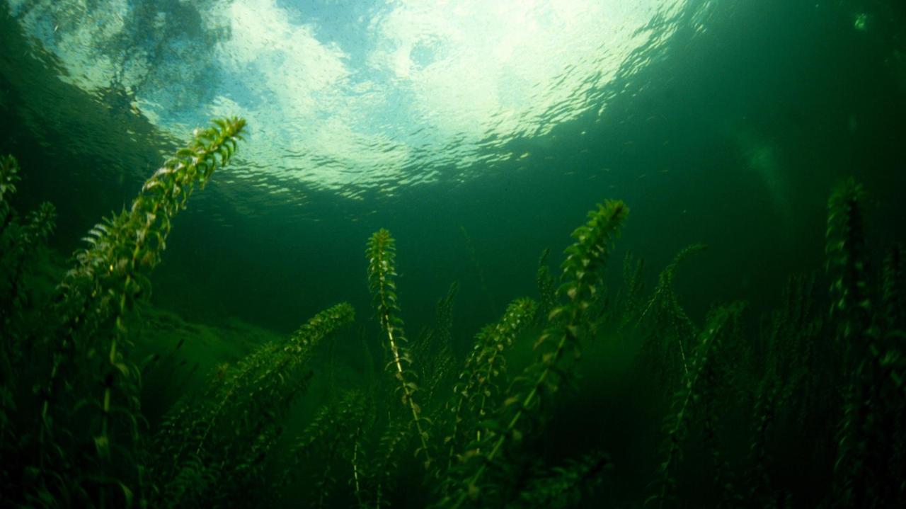 Lange grüne Wasserpflanzen. Lange grüne Wasserpflanzen.