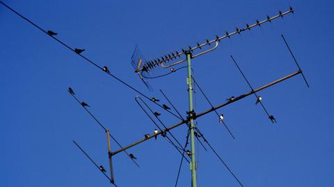 Vögel auf einem Antennenmast. Im Hintergrund blauer, wolkenloser Himmel.