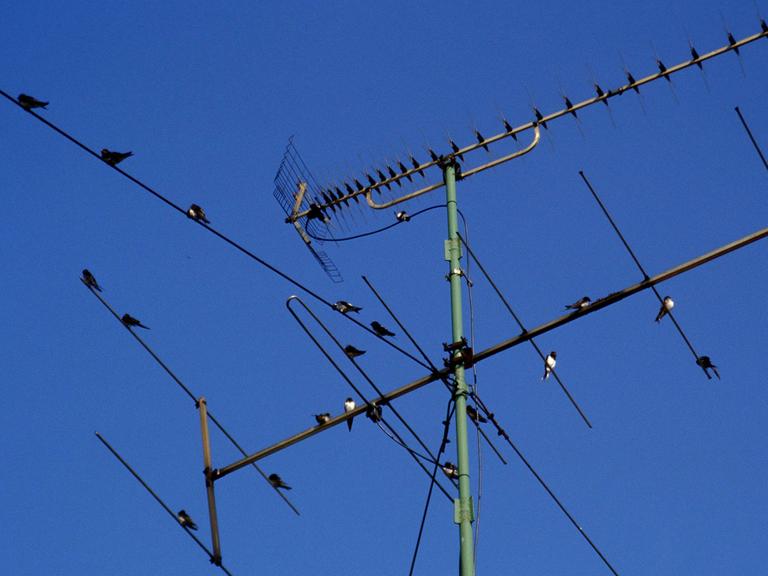 Vögel auf einem Antennenmast. Im Hintergrund blauer, wolkenloser Himmel.