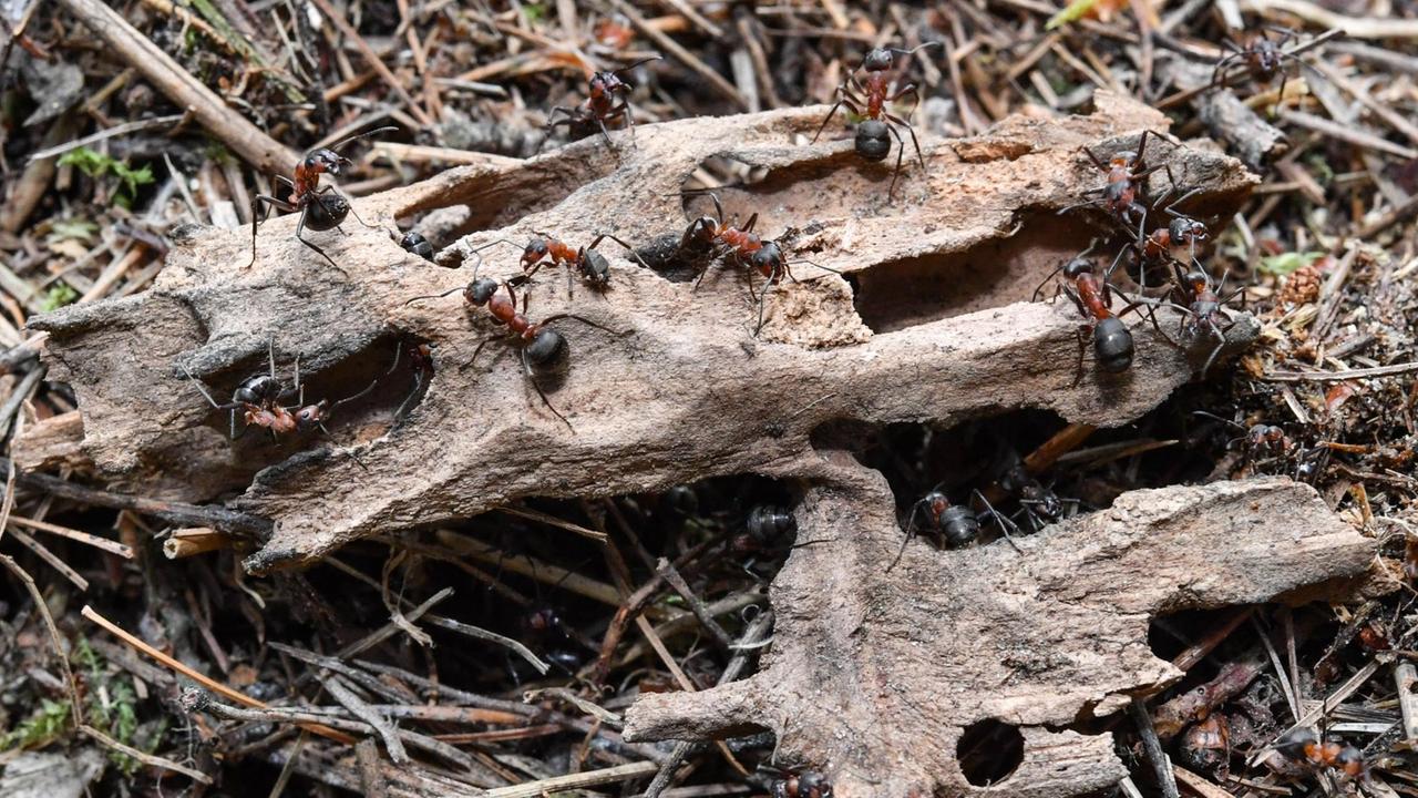 Kahlrückige Waldameisen in einem Wald nahe Birkenwerder (Brandenburg). Kahlrückige Waldameisen in einem Wald nahe Birkenwerder (Brandenburg).