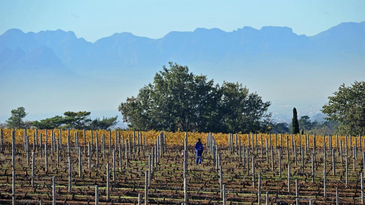 Ein Arbeiter läuft am Freitag über ein Weinfeld in Constantia bei Kapstadt Ein Arbeiter läuft am Freitag über ein Weinfeld in Constantia bei Kapstadt
