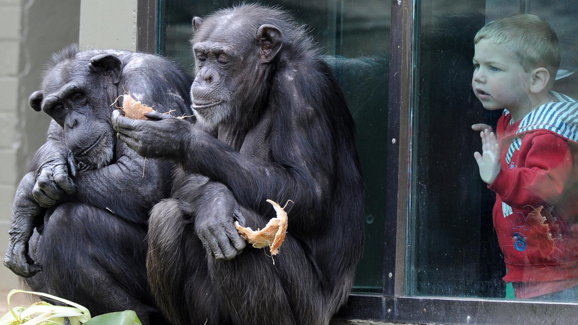 Ein Kind beobachtet zwei Schimpansen im Zoo. Ein Kind beobachtet zwei Schimpansen im Zoo.