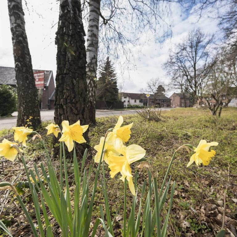 Im Vordergrund sind Blumen zu sehen, an einer Wiese führt eine Straße ins Dorf Kuckum hinein, von dem einige flache Häuser im Hintergrund zu sehen sind. Die Bäume tragen noch kein Laub. Das Dorf soll dem Braunkohletagebau Garzweiler II weichen.