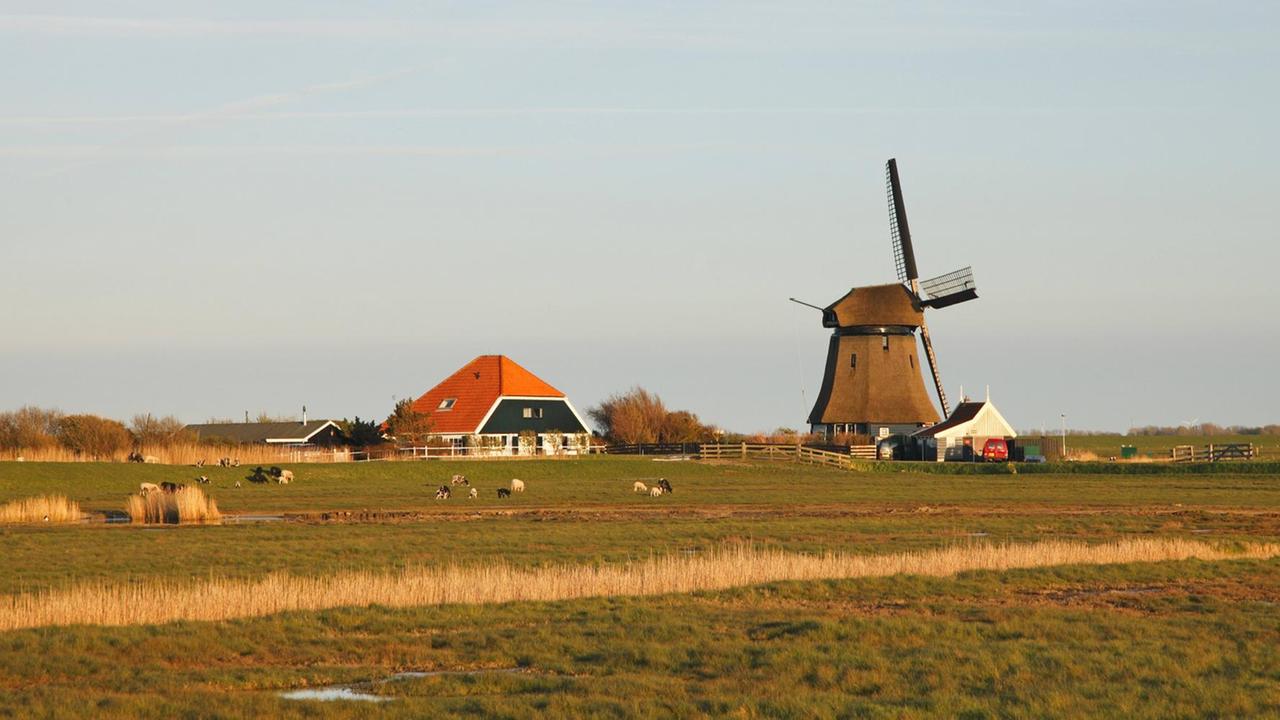 Windmühle und Bauernhaus im Deichhinterland in den Niederlanden