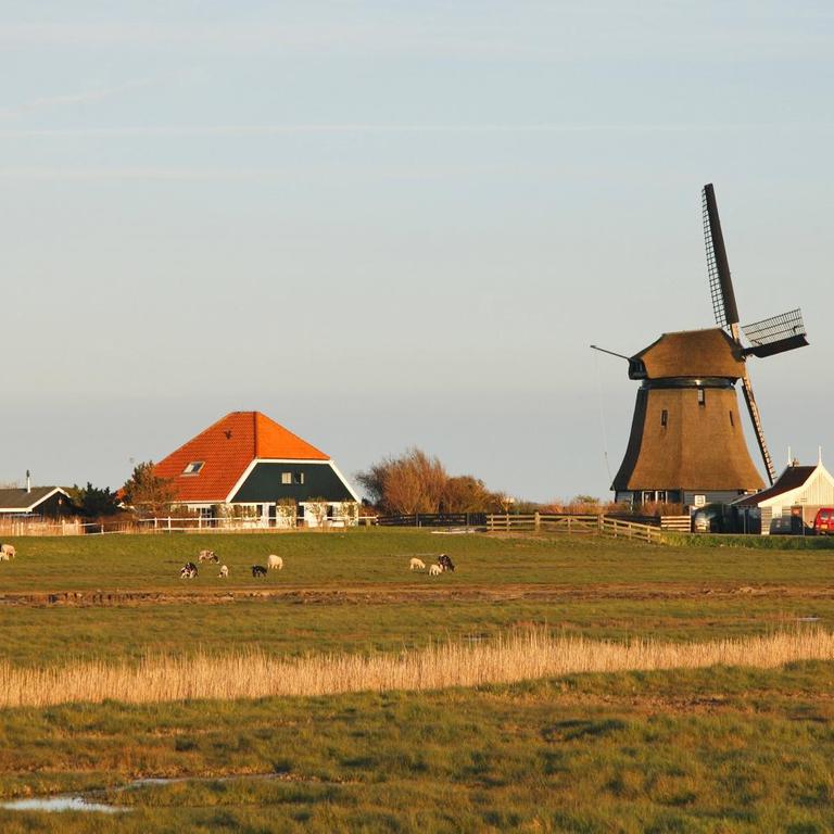  Windmühle und Bauernhaus im Deichhinterland