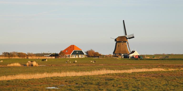  Windmühle und Bauernhaus im Deichhinterland