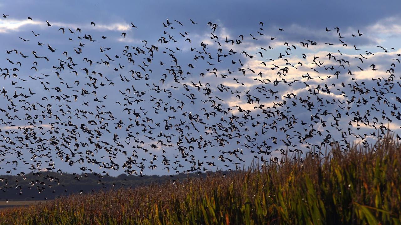 Stare fliegen am 17.09.2017 über ein Maisfeld bei Unterpleichfeld (Bayern). Foto: Karl-Josef Hildenbrand/dpa | Verwendung weltweit Stare fliegen am 17.09.2017 über ein Maisfeld bei Unterpleichfeld (Bayern). Foto: Karl-Josef Hildenbrand/dpa | Verwendung weltweit