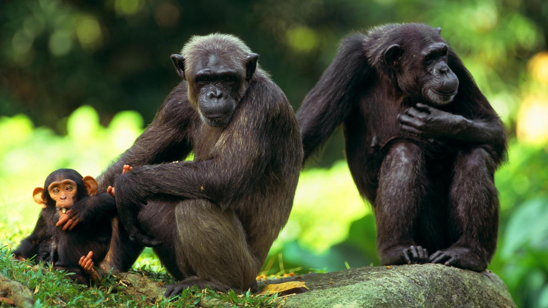 Zwei Schimpansen (Pan troglodytes) sitzen zusammen mit einem Jungtier auf einem Felsblock Zwei Schimpansen (Pan troglodytes) sitzen zusammen mit einem Jungtier auf einem Felsblock